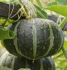 Maybe you would like to learn more about one of these? First Taste Kabocha Squash Seeds West Coast Seeds