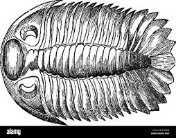 Natural history of animals. Containing brief descriptions of the animals  figured on Tenney's Natural history tablets, but complete without the  tablets. Zoology. Fig. 349. — Sand Flea. Fig. 350. — Trilobite.