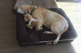 We did not find results for: 20 Of The Best Dog Beds You Can Get On Amazon