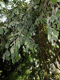 Image result for Dalbergia fischeri