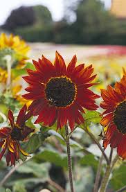 Image result for Helianthus