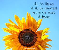 Great quotes quotes to live by inspirational quotes motivational quotes uplifting quotes amazing quotes words quotes me quotes qoutes. Positive Quotes For Work With Sunflowers Just Bloom Sunflower Quotes Hippie Quotes Flower Quotes Dogtrainingobedienceschool Com