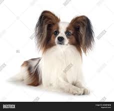But don't let the papillon's dainty appearance fool you. Papillon Dog Front Image Photo Free Trial Bigstock