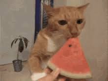 Gif bin is your daily source for funny gifs, reaction gifs and funny animated pictures! Cat Watermelon Gifs Tenor
