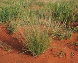 Image result for Aristida