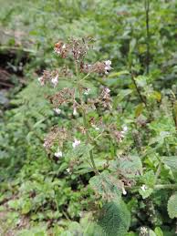 Image result for Isodon ramosissimus