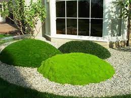 Grass Mounds I Think The Plants Here Are Korean Velvet Grass Cushion Plant And Mini Mondo Grasses Garden Shade Garden Garden Design