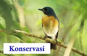 Selain itu, pelestarian ex situ dilakukan sebagai upaya rehabilitasi, penangkaran, dan pembiakan hewan maupun tumbuhan langka. Contoh Pelestarian Secara Ex Situ Pada Hewan Langka Adalah