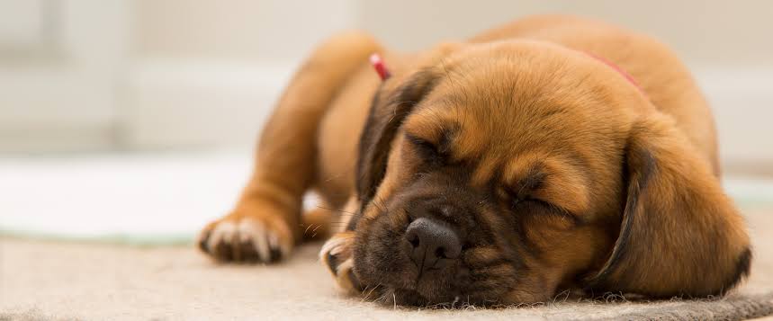 Dog Grooming Checklist for First-Time Pet Parents