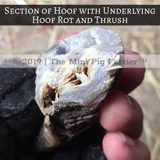 Dice you can count on them, though some towel this odd thing seems to get wetter, the more it dries. Mini Pig Hoof Rot Pig Hooves Mini Pig Pig