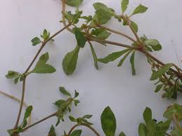 Image result for Glinus