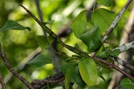 Image result for Secamone