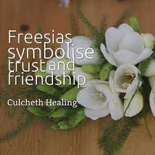 Freesia Flowers