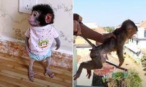 Baby Monkeys Are Beaten Thrown Into A Lake And Tortured To Death In Horrifying Youtube Videos Daily Mail Online