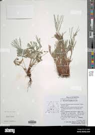 Image result for Actiniopteris dimorpha