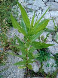 Image result for Guizotia