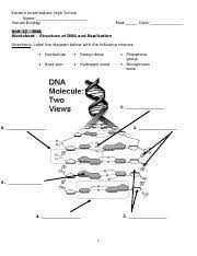 Know the fundamental structure of dna and the process of dna replication in this tutorial. What Is The First Step In The Process Of Dna Replication 15 What Is The First Course Hero