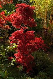 Autumn Acer Palmatum Shaina Conifers Garden Trees To Plant Japanese Garden