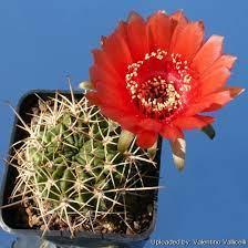Cacti are succulent plants that have spectacular flowers. Echinopsis Lateritia