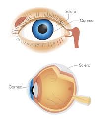 Image result for Sclera