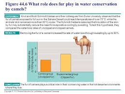 History and etymology for loop of henle. Copyright C 2005 Pearson Education Inc Publishing As Benjamin Cummings Chapter 44 Osmoregulation And Excretion Ppt Download