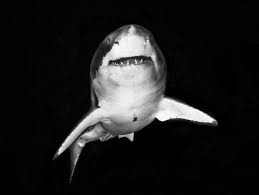 Black And White Shark Great White Amazing Animal Pictures White Sharks Shark