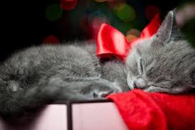 Use these ideas and ways to dress up your cats this christmas and enjoy the day full of love, happiness and joy for you as well as your kitty. Christmas Kittens Wallpapers Top Free Christmas Kittens Backgrounds Wallpaperaccess