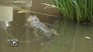 Catoctin Zoo American Alligator Feeding Time American Alligator Zoo Alligator