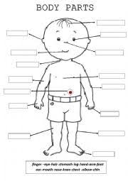 6 he human body is a complex living organism that takes in food and air to provide itself. Body Parts Color Cut And Paste Esl Worksheet By Vrroomkaren