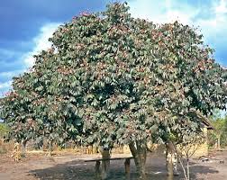 Image result for Pachylobus edulis