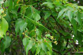 Image result for Secamone