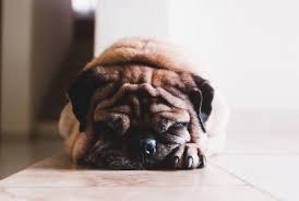 Que Se Passe T Il Et Que Faire Si Votre Chien Mange Du Chocolat Rover Blog