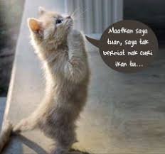 Kulitnya putih dan terlihat halus. 11 Ide Kucing Garong Kucing Meme Kucing Gambar Kucing Lucu