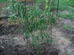 As they cannot tolerate any degree of frost the timing for sowing and planting outside is key to. Black Krim Wilting