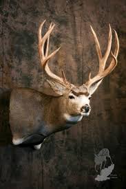 Deer pedestal mount bases are made using the finest woods, barn wood bases are often used, there are many options. Looking For Mule Deer Mount Ideas Hunt Talk