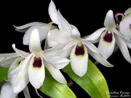 Pin On Orchid Flowers 1
