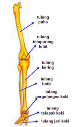 Check spelling or type a new query. Fungsi Dan Jumlah Tulang Anggota Gerak Bawah Artikelkeren Com