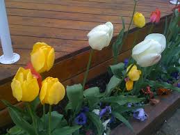 Explore our exclusive flowers for birthday, anniversary. Tulips In Long Beach Ny On A Cloudy Day Hope The Owners Do Flickr