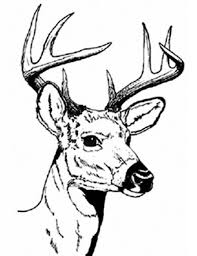 Summer coloring pages for preschool. Realistic Deer Coloring Pages For Adults Novocom Top