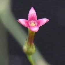 Image result for Cordylostigma virgatum