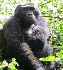 Gorillas in the Mist, Rwanda - Safari Tart