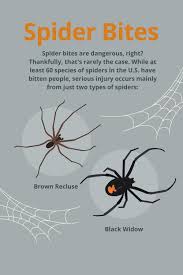 Three overly imaginative boys in bolivia survived a dangerous series of spider bites from a black widow earlier this month, according to virgilio pietro, the country's top. Most Spider Bites Aren T So Scary After All Health Spider Bites First Aid Tips