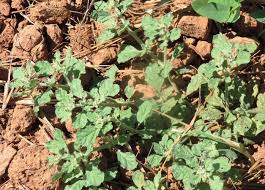 Image result for Glinus hirtus