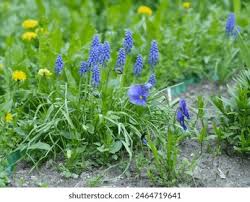Image result for Hyacinthaceae