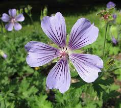 Image result for Geranium vagans