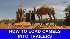 In camel up, up to eight players bet on five racing camels, trying to suss out which will place first and second in a quick race around a pyramid. How To Load Camels Into Trailers Podcast Youtube