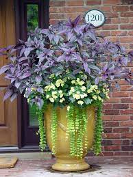 container garden plants flowers flower pots perennial outdoor hanging