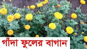 Commercial Cultivation Of Marigold Flower In Bangladesh How To Farm Marigold Flower Lemon Plant Gerbera Flower