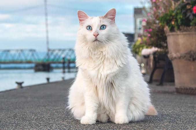 Turkish Van Cat Breed Information & Characteristics