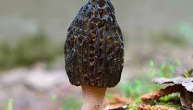 How can you tell if a morel mushroom is good?